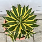 Agáva hrebeňovitá (Agave Lophantha) ´QUADRICOLOR´ - výška 10-20 cm, ⌀ 20-30 cm, kont. C6L (-6°C)